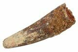 Juvenile Fossil Spinosaurus Tooth - Real Dinosaur Tooth #345878-1